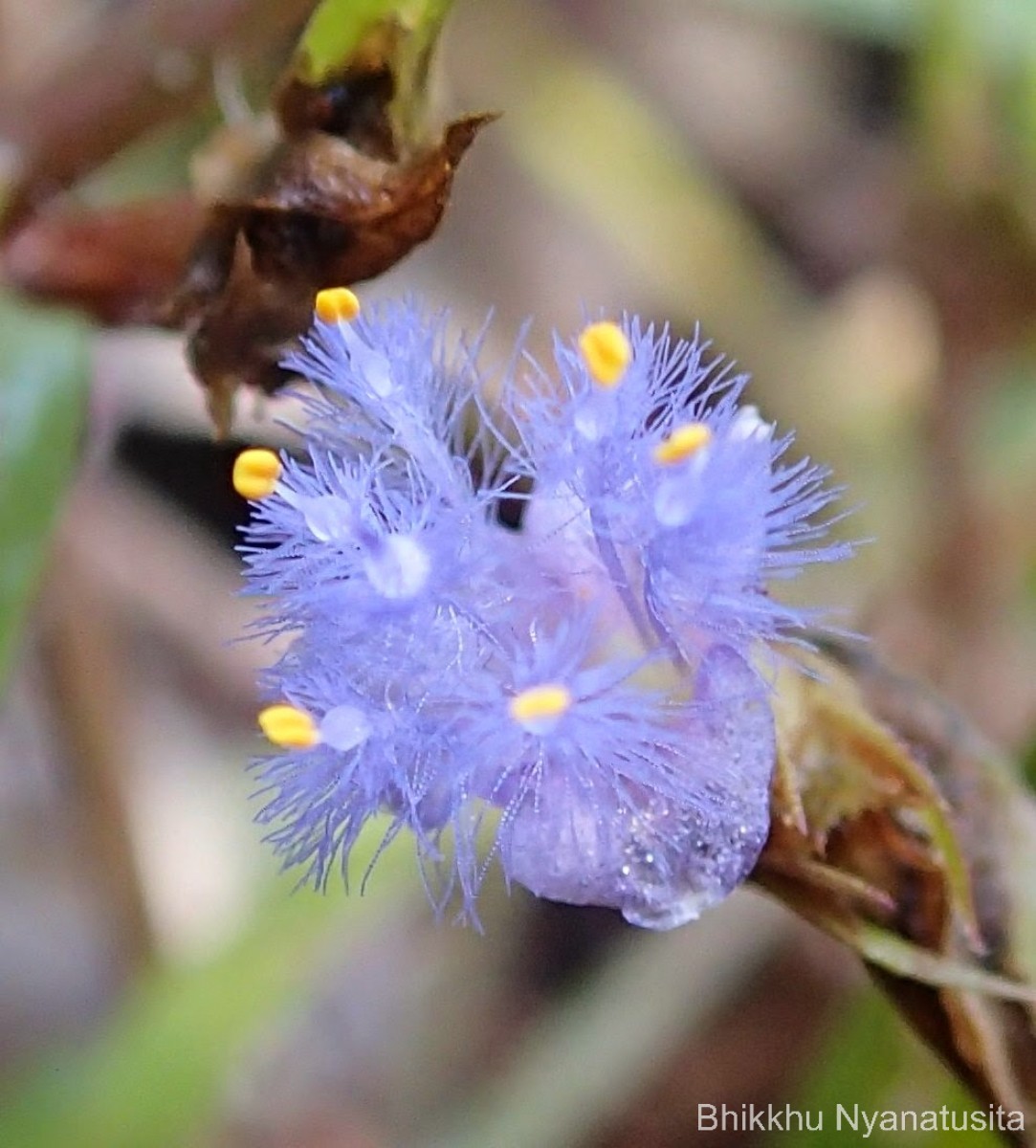Cyanotis thwaitesii Hassk.